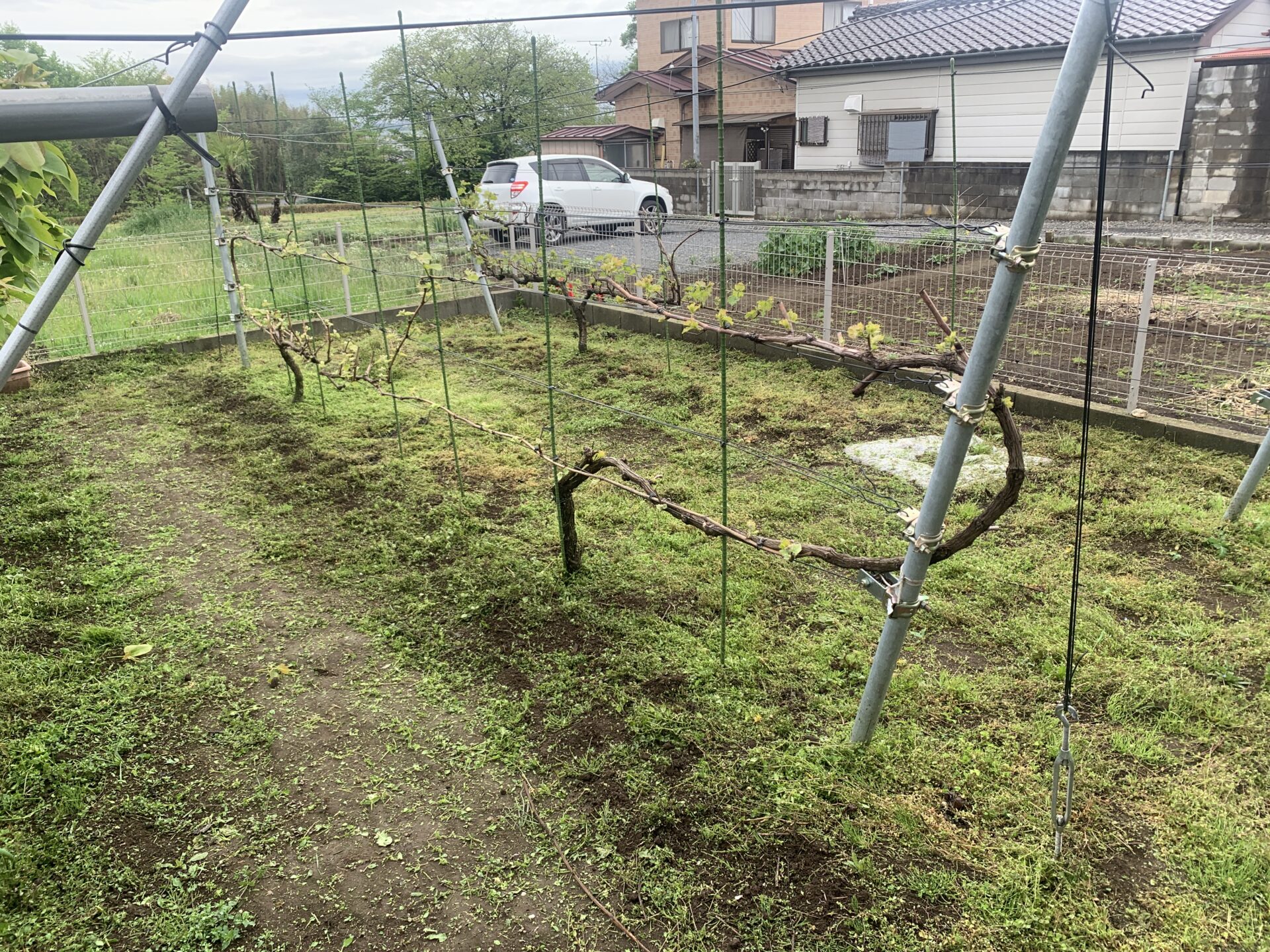 ぶどう 垣根 作り方 | ぶどう一年目の垣根仕立て | 垣根仕立て栽培で「醸造ブドウ」を楽々生産 – EVNKU